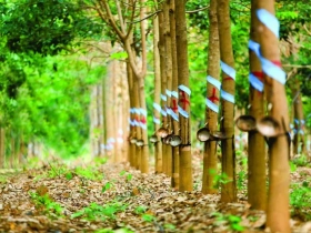 CAO SU TỰ NHIÊN LÀ GÌ? CẤU TẠO, ĐẶC TÍNH VÀ ỨNG DỤNG