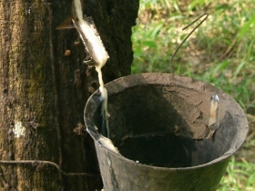 KIỀN THỨC CƠ BẢN VỀ CAO SU VẦ ỨNG DỤNG TRONG NGÀNH GIÀY DÉP