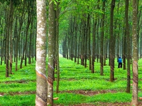 NGƯỜI PHÁP VỚI CÂY CAO SU Ở VIỆT NAM NGƯỜI PHÁP VỚI CÂY CAO SU Ở VIỆT NAM