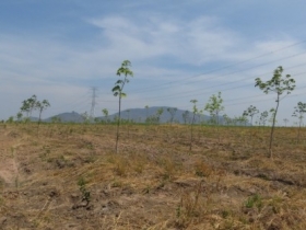 TRỒNG CAO SU THEO QUY HOẠCH VÀ KHUYẾN CÁO