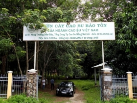 VƯỜN CAO SU TRĂM TUỔI CỦA NGƯỜI PHÁP CÒN SÓT LẠI Ở VIỆT NAM VƯỜN CAO SU TRĂM TUỔI CỦA NGƯỜI PHÁP CÒN SÓT LẠI Ở VIỆT NAM